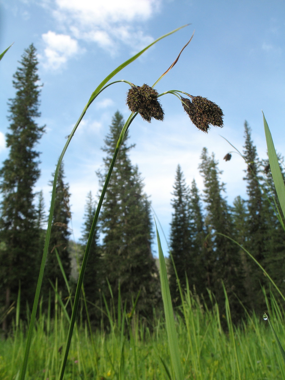 Image of Carex aterrima specimen.