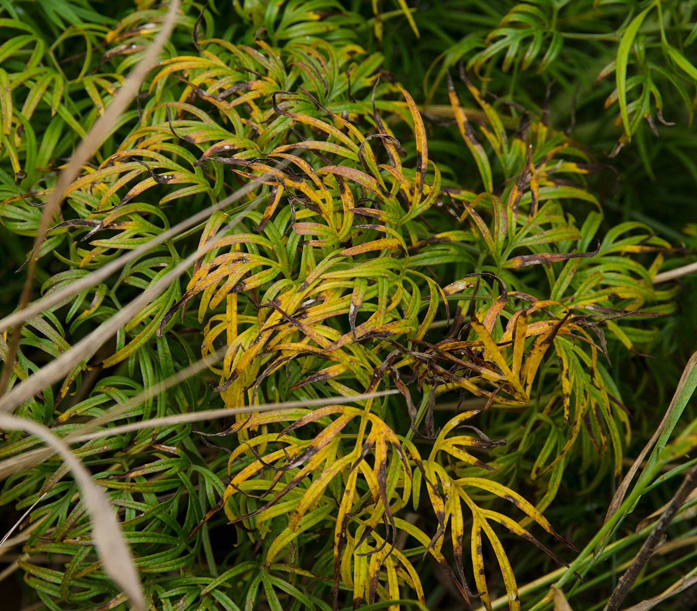 Image of Cenolophium fischeri specimen.