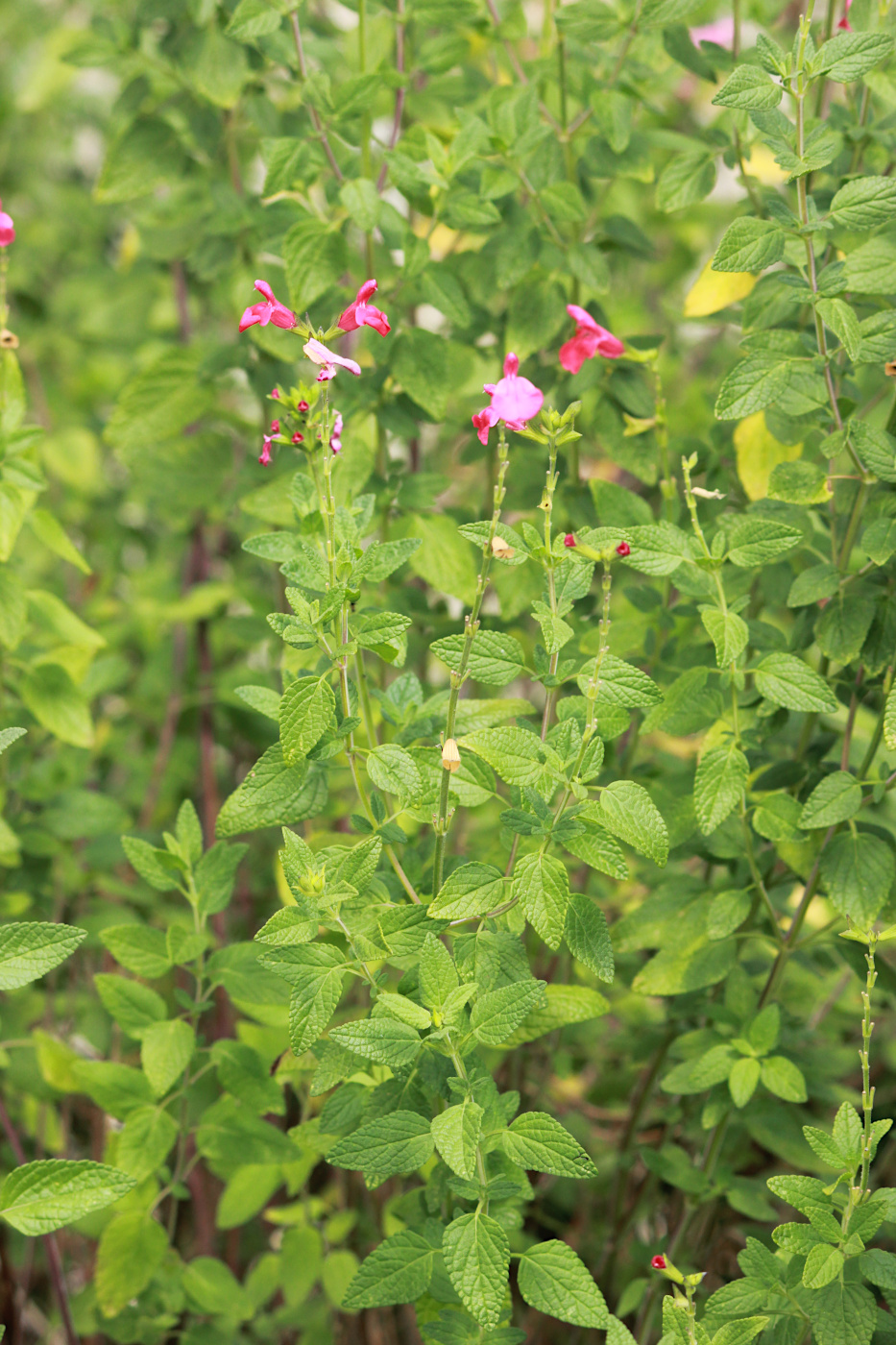 Image of Salvia microphylla specimen.