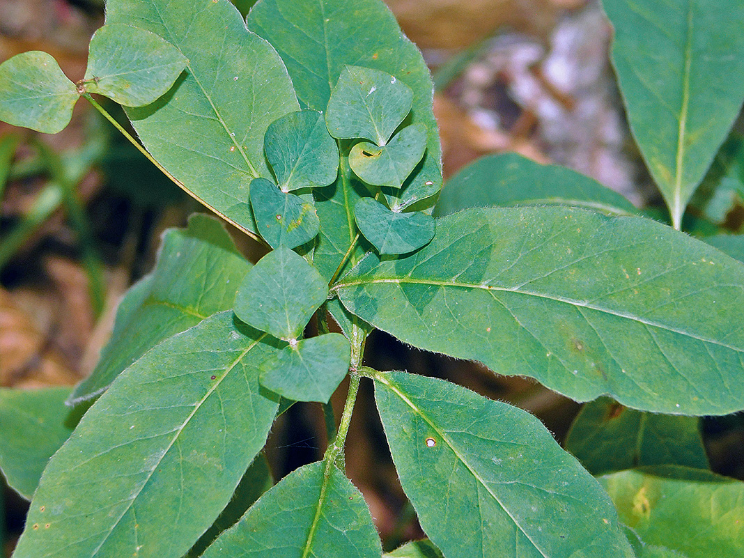 Image of Euphorbia squamosa specimen.