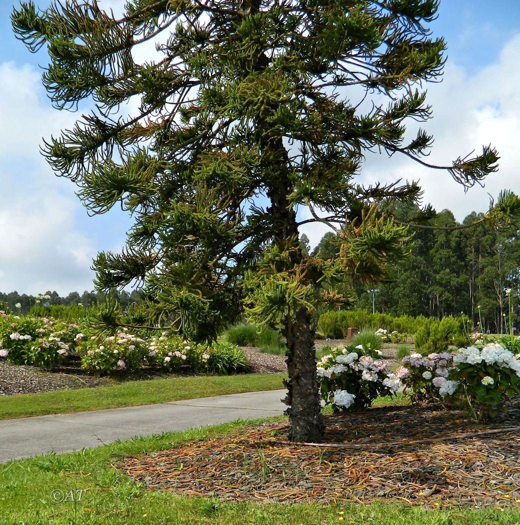 Image of genus Araucaria specimen.