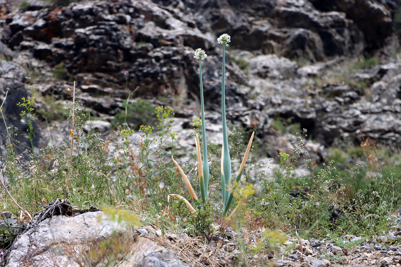 Image of Allium pskemense specimen.