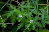 Geranium sibiricum. Верхушка цветущего растения. Московская обл., Дмитровский гор. округ, окр. оз. Свиное, опушка смешанного леса, у дороги. 21.07.2024.