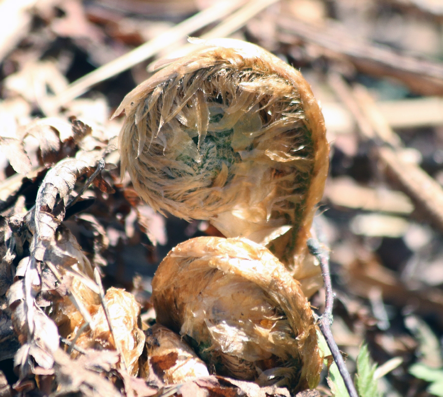 Image of Dryopteris filix-mas specimen.