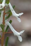 Corydalis caucasica. Цветки с прогрызенными шмелями шпорцами. Краснодарский край, Крымский р-н, окр. станицы Неберджаевская, ур. Темрючки, дубово-грабовый лес. 22.03.2025.