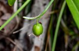 Galanthus woronowii