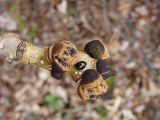 View full-size image Fraxinus mandshurica