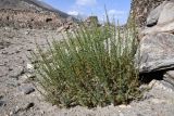 Смотреть изображение Artemisia vachanica