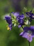 View full-size image Polemonium caeruleum