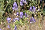 View full-size image Aconitum macrorhynchum