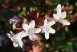 Смотреть изображение Abelia × grandiflora