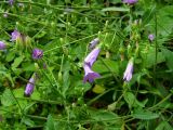 Campanula taurica