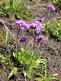 Смотреть изображение Primula algida