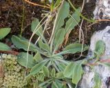 View full-size image Campanula aucheri