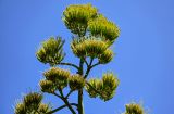 View full-size image Agave americana variety marginata