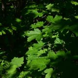 View full-size image Acer trautvetteri