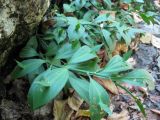 Ruscus hypoglossum. Взрослое растение. Крым, Бахчисарайский р-н, Большой каньон, левый берег р. Аузун-Узень. 01.09.2010.