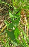 Taraxacum marklundii