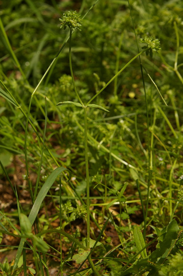 Image of Valerianella locusta specimen.