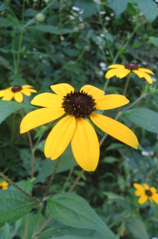 Image of Rudbeckia triloba specimen.