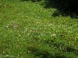 Bellis perennis. Аспект цветущих растений на заброшенной дороге в еловом лесу. Украина, Ивано-Франковская обл., Надворнянский р-н, природный заповедник \"Горганы\", урочище Джурджи. 18 июня 2011 г.