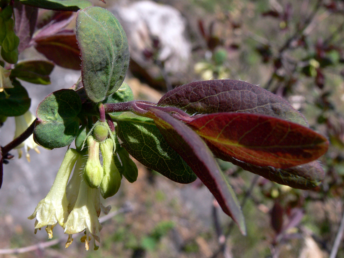 Image of Lonicera &times; subarctica specimen.