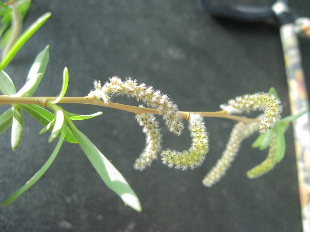 Image of Salix ledebouriana specimen.