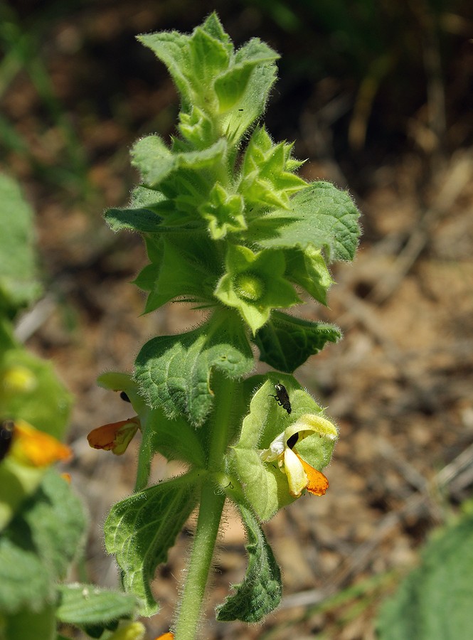 Image of Eremostachys isochila specimen.