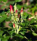 Rosa rugosa