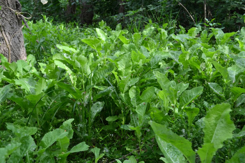 Image of Sonchus arvensis ssp. uliginosus specimen.