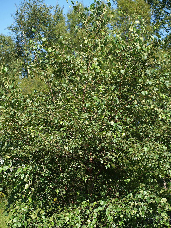 Image of genus Betula specimen.