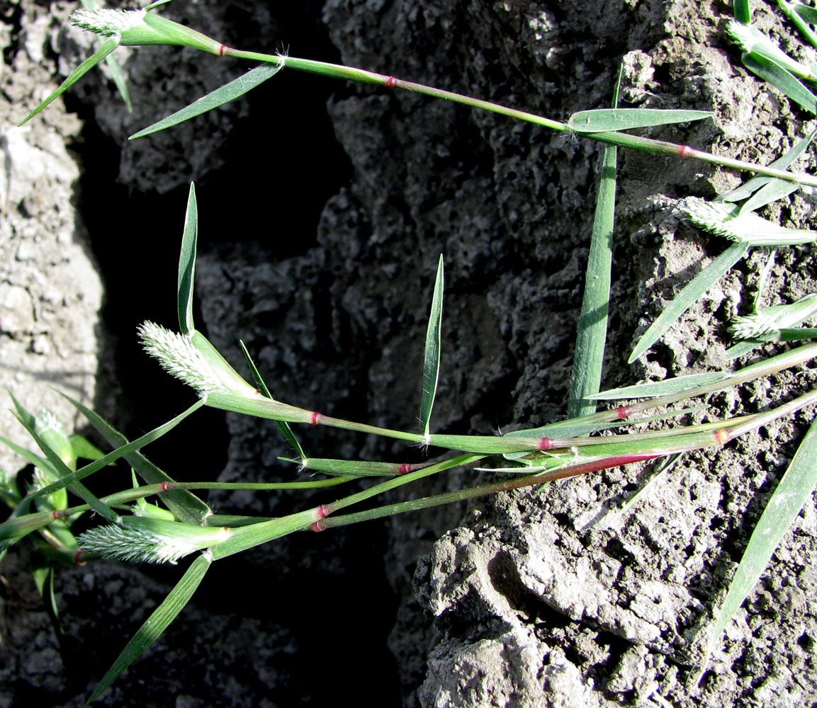 Image of Crypsis acuminata specimen.