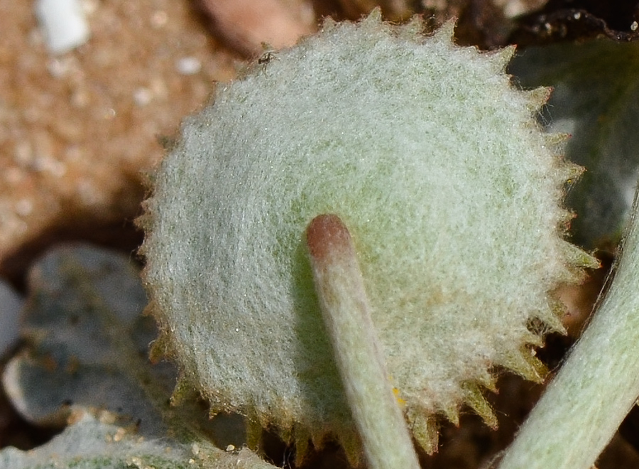 Image of Neurada procumbens specimen.