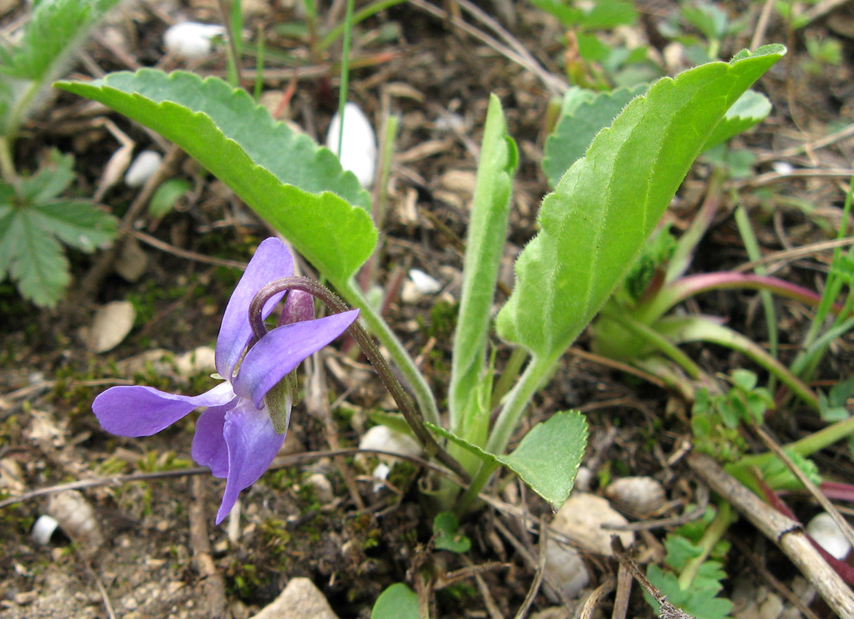 Изображение особи Viola ambigua.