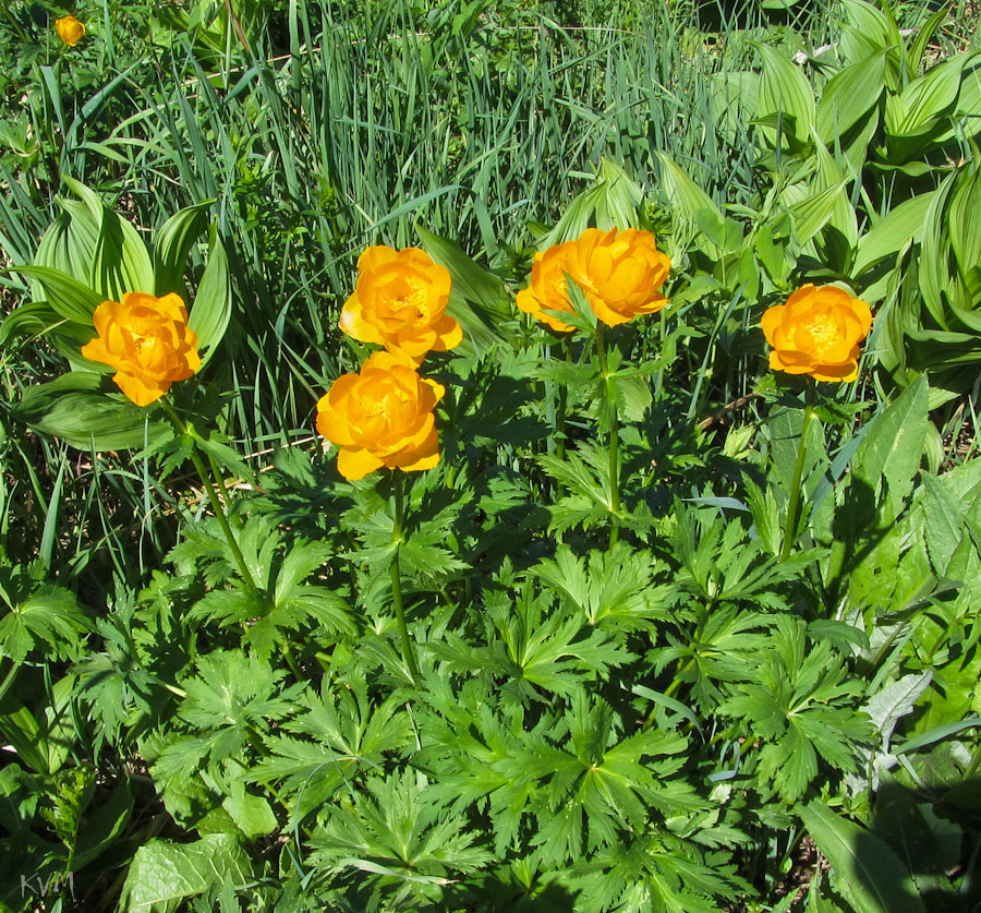 Image of Trollius asiaticus specimen.