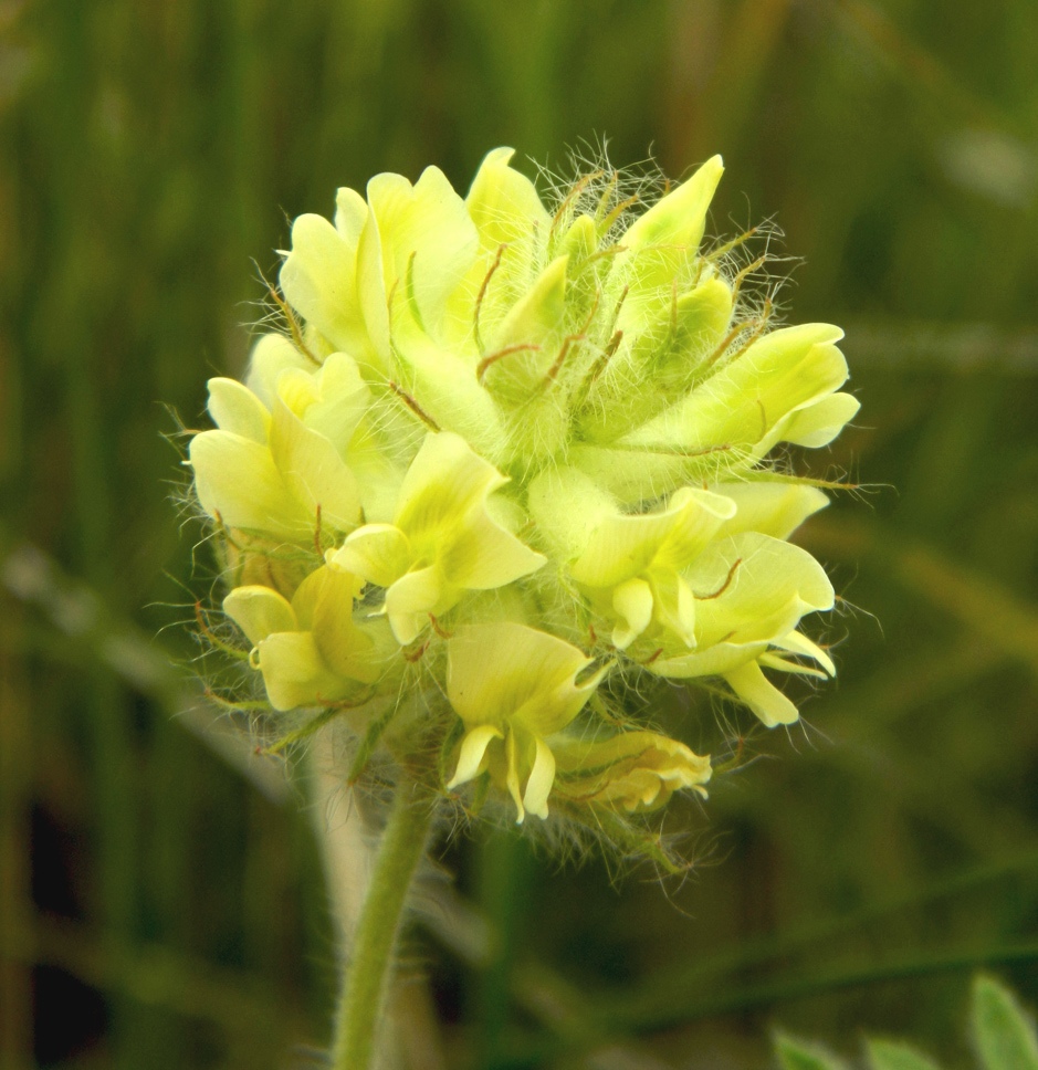 Изображение особи Oxytropis pilosa.