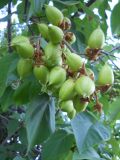 Paulownia tomentosa