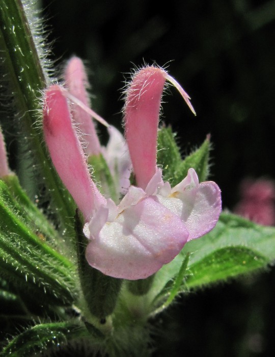 Image of Salvia viridis specimen.