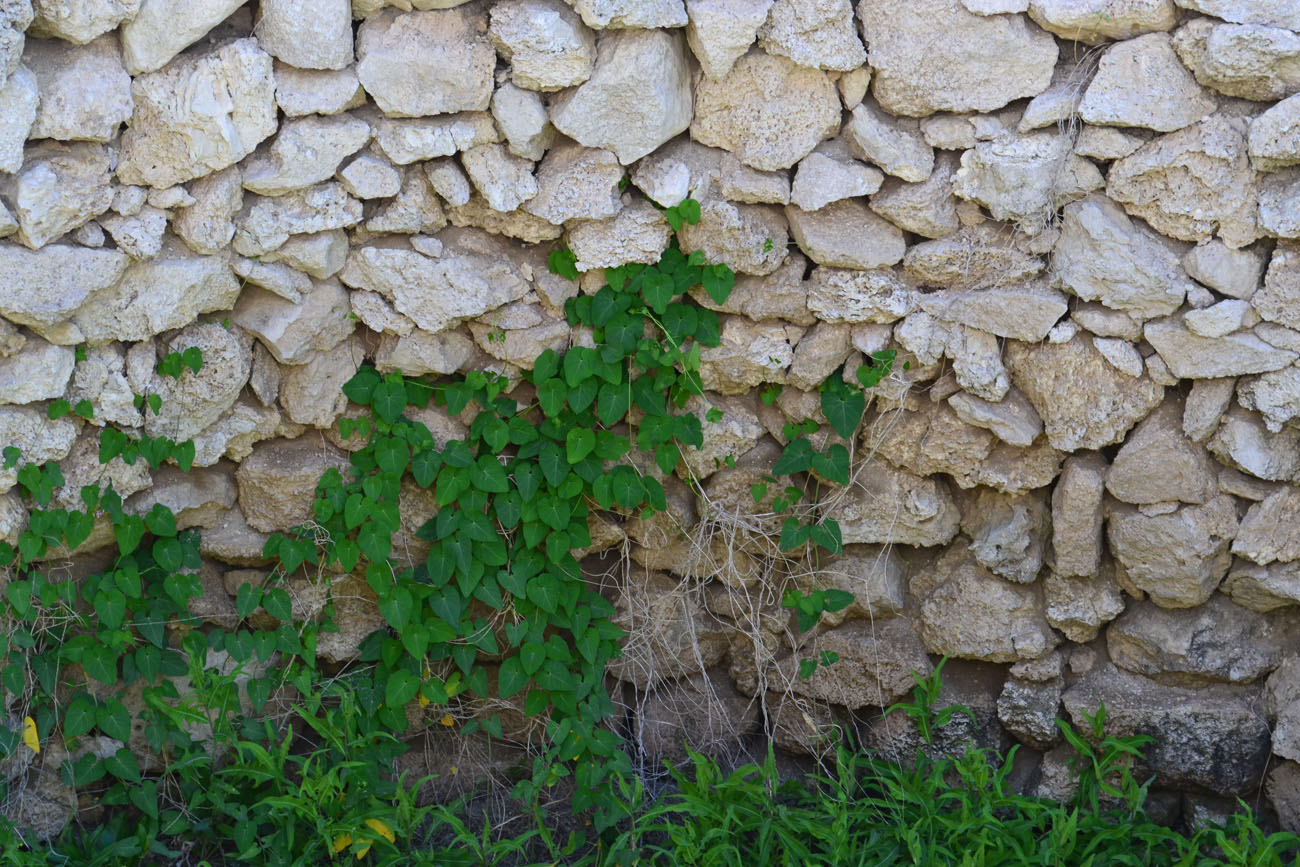 Image of Cynanchum acutum specimen.