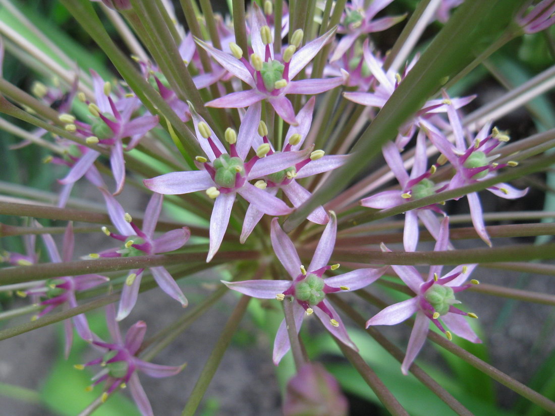 Изображение особи Allium schubertii.