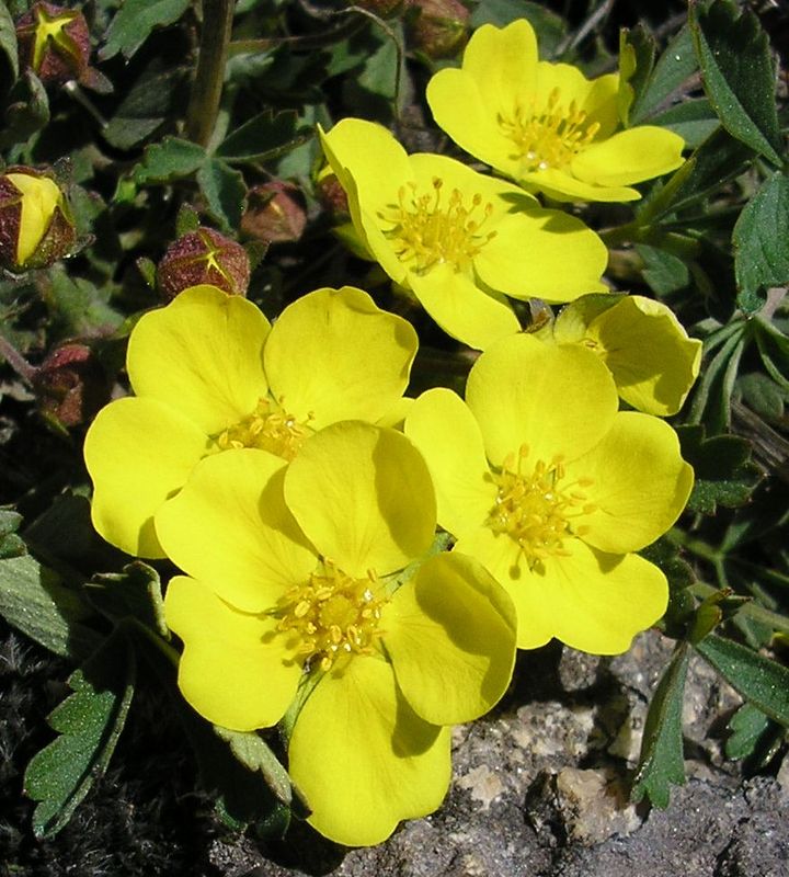 Image of Potentilla incana specimen.