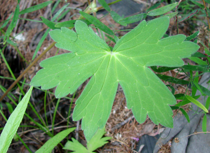 Image of Geranium wlassovianum specimen.