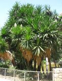 Yucca gigantea. Цветущие растения. Испания, Каталония, г. Барселона, сквер у Храма Святого Семейства. 23.06.2012.