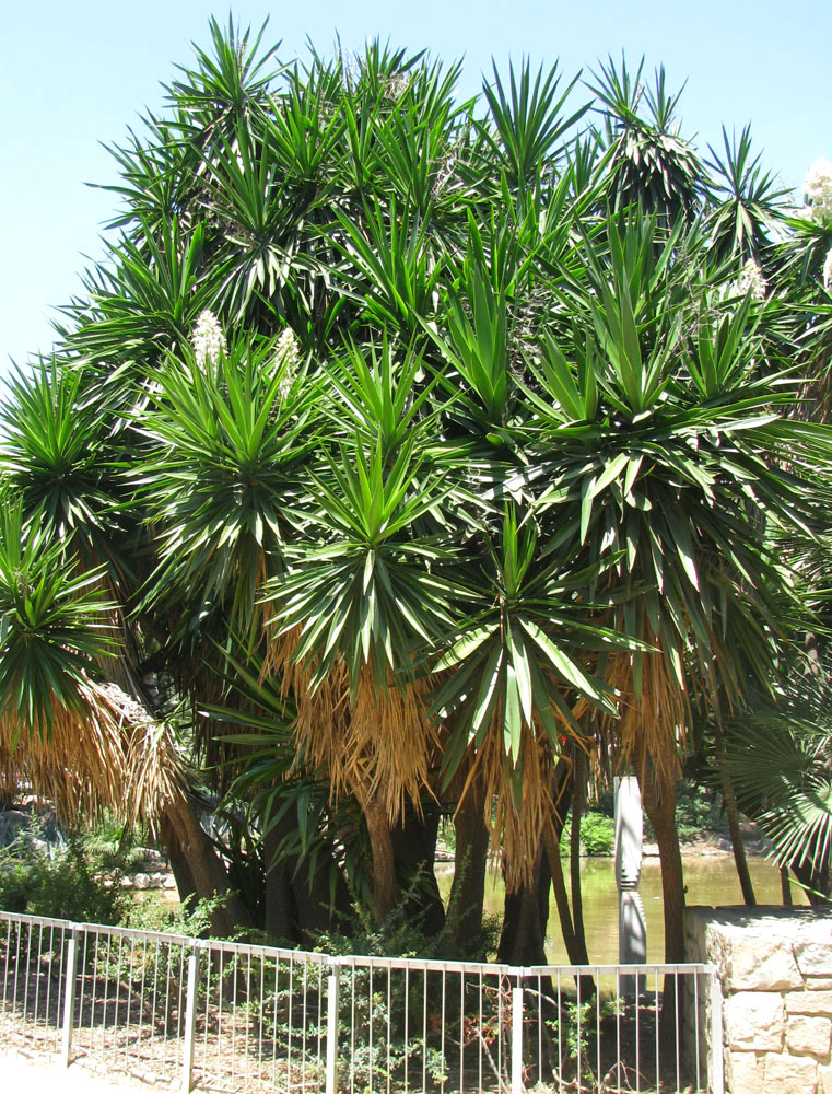 Image of Yucca gigantea specimen.