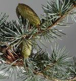 Cedrus atlantica