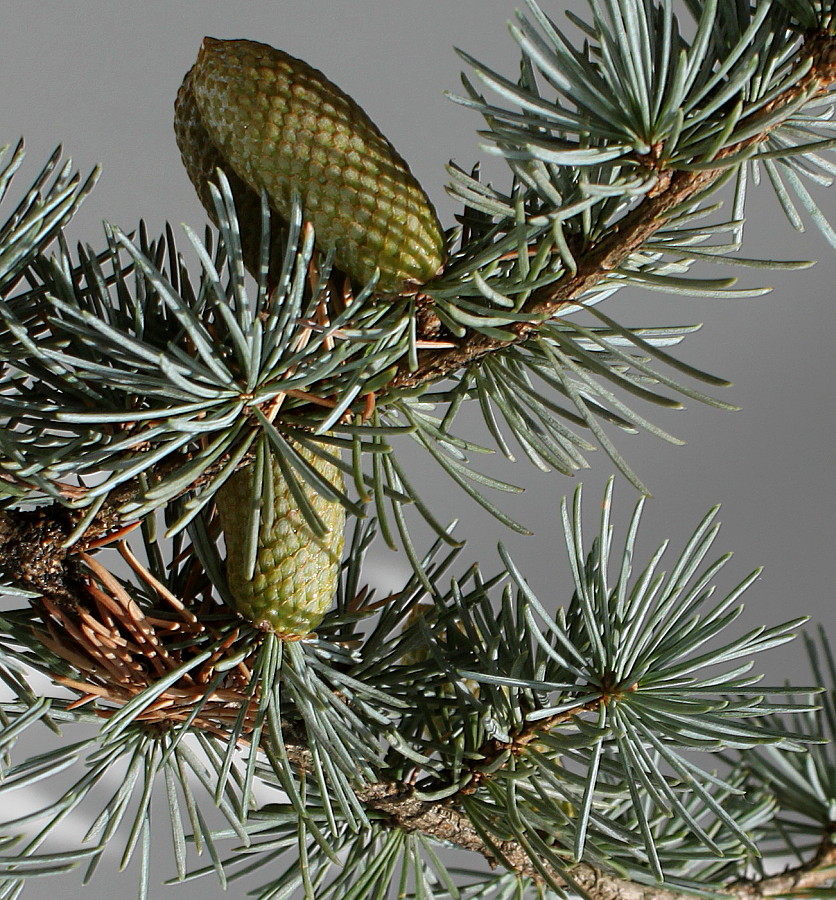 Image of Cedrus atlantica specimen.