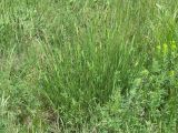 Agropyron pectinatum. Растение, выпускающее соцветия. Украина, г. Запорожье, пос. Солнечный, балка. 18.05.2011.