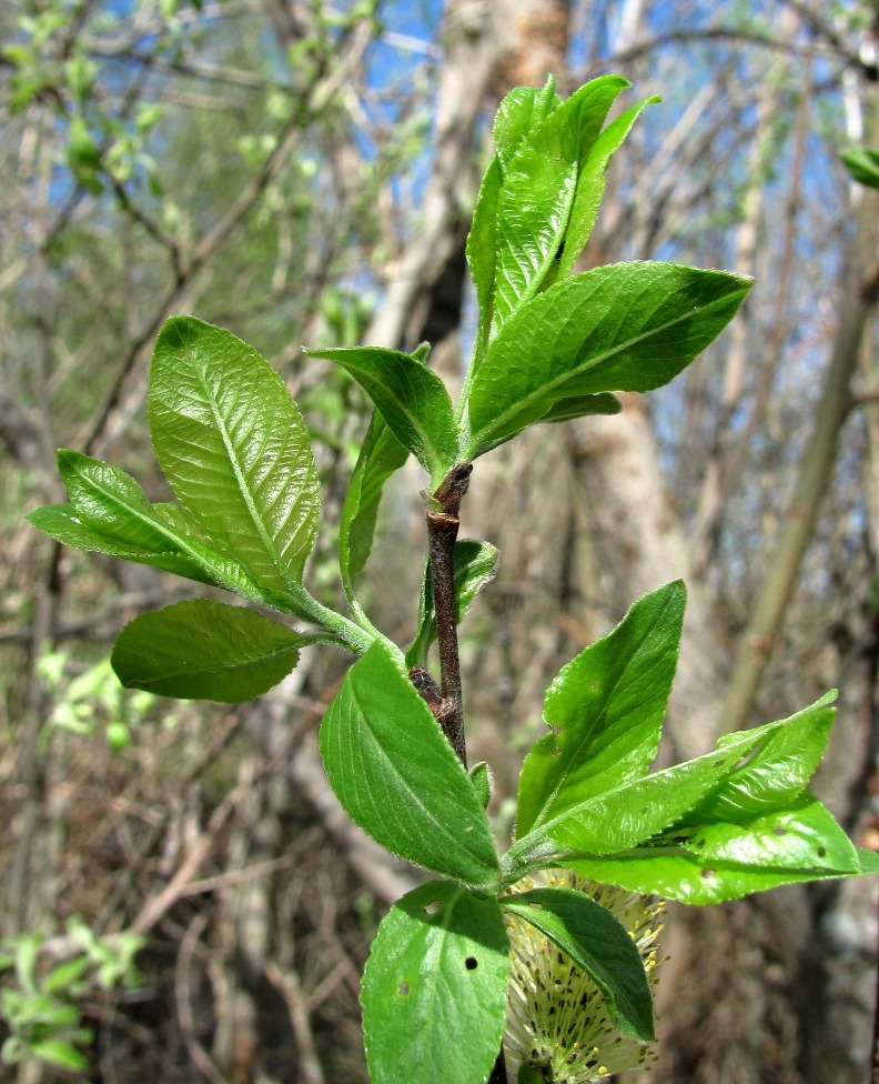 Image of Salix myrsinifolia specimen.