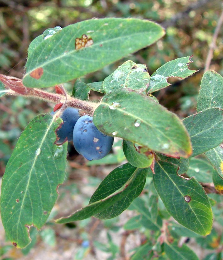 Изображение особи Lonicera stenantha.