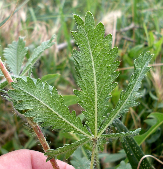 Изображение особи род Potentilla.